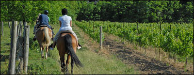 vinyard_summer3